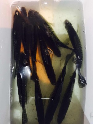 scugogcrappie.jpg