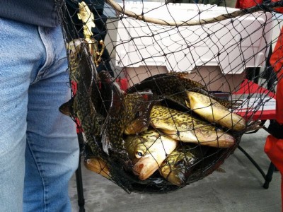 fish10.jpg