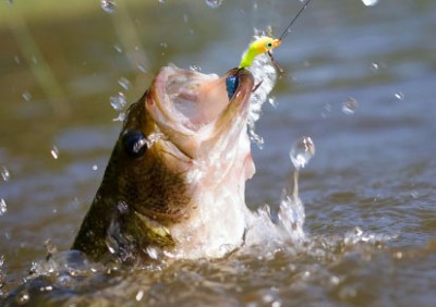 bassfishing1.jpeg