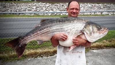 striped_bass_2015_dillman.jpg