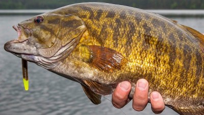 smallmouth-bass-fishing.jpg