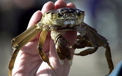chineseMittenCrab_1441980c.jpg