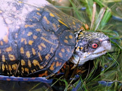 turtlejpg-1ab45f860ad12731.jpg