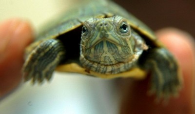 0605turtles01.jpg